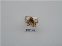 藏品(木舟蛾屬)的圖片